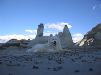 nanuq